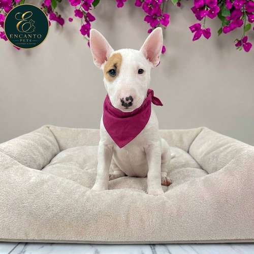 Cachorro Bull Terrier / Bull Terrier disponible - Imagen 8