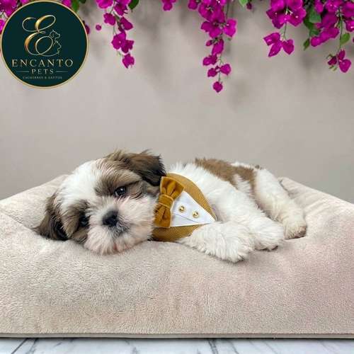 Cachorro SHIH TZU disponible - Imagen 4