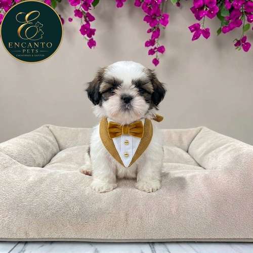 Cachorro SHIH TZU disponible - Imagen 8