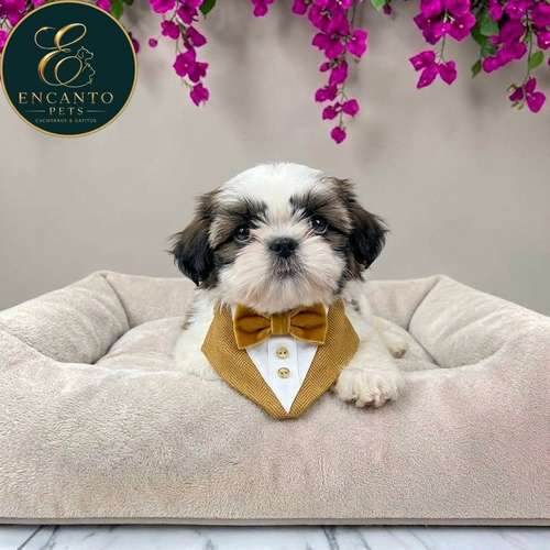 Cachorro SHIH TZU disponible - Imagen 5