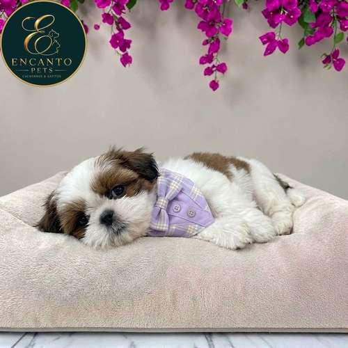 Cachorro SHIH TZU disponible - Imagen 9