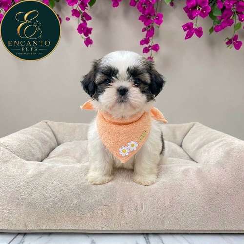Cachorro SHIH TZU disponible - Imagen 3