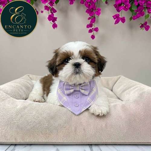 Cachorro SHIH TZU disponible - Imagen 6