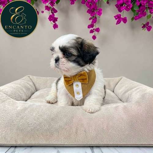 Cachorro SHIH TZU disponible - Imagen 7