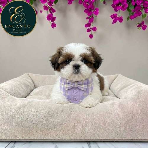 Cachorro SHIH TZU disponible - Imagen 2