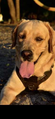 Labrador Retriever Inglés - Cachorro - Imagen 5