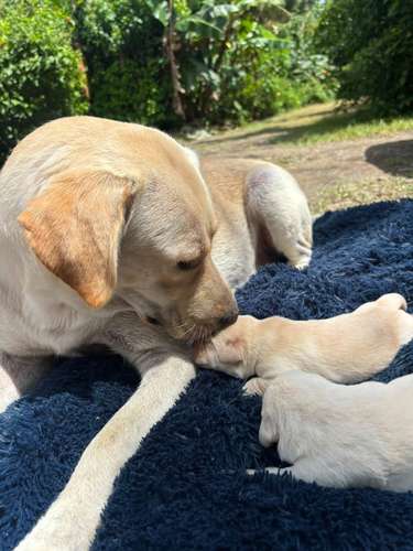 Labrador Retriever Inglés - Cachorro - Imagen 11