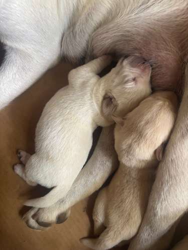 Labrador Retriever Inglés - Cachorro - Imagen 12