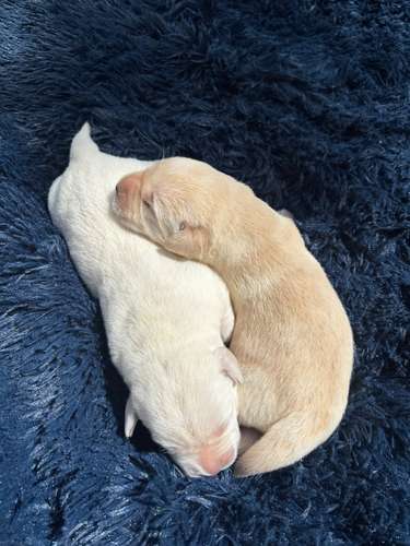 Labrador Retriever Inglés - Cachorro - Imagen 2