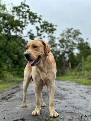 Labrador Retriever Inglés - Cachorro - Imagen 6