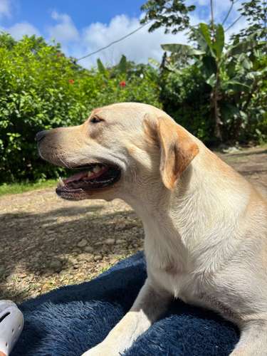 Labrador Retriever Inglés - Cachorro - Imagen 7