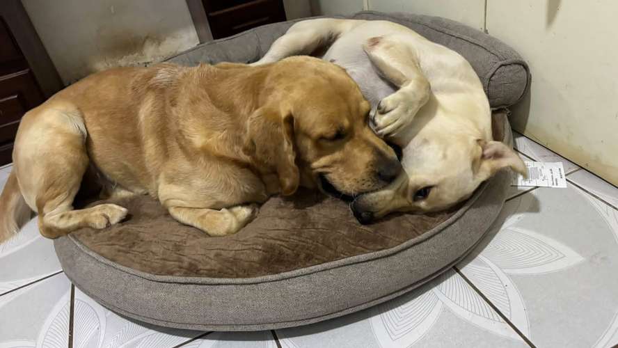 Labrador Retriever Inglés - Cachorro - Imagen 8