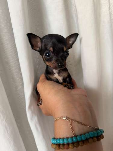 Se venden hermosos chihuahuas son de bolsillo oreja pequeña pata corta  - Imagen 3