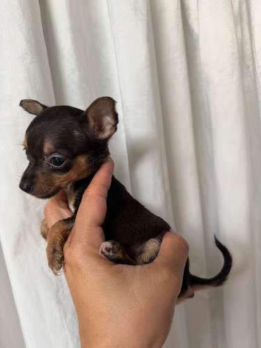 Se venden hermosos chihuahuas son de bolsillo oreja pequeña pata corta  - Imagen 4
