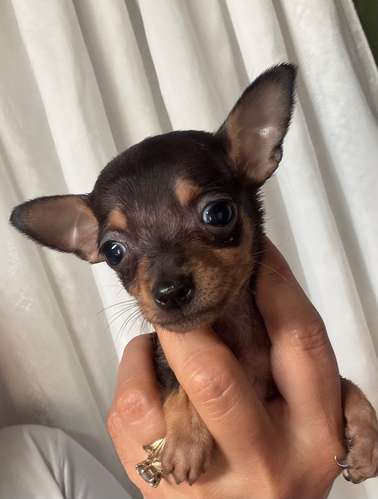 Se venden hermosos chihuahuas son de bolsillo oreja pequeña pata corta  - Imagen 2