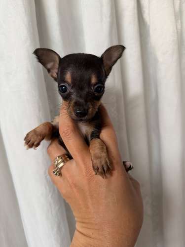 Se venden hermosos chihuahuas son de bolsillo oreja pequeña pata corta  - Imagen 5