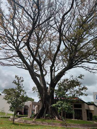 Lote en Santa Ana Urbano - Imagen 4