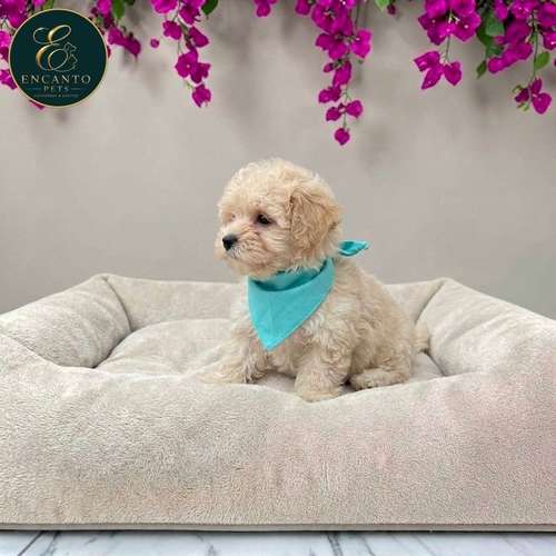 Cachorro BICHON HABANERO disponible - Imagen 3