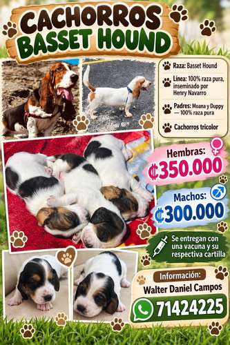 Perritos machos y embritas