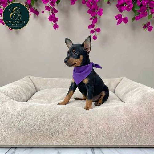 Cachorro DOBERMAN MINIATURA disponible - Imagen 10