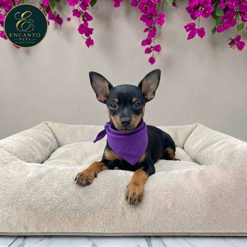 Cachorro DOBERMAN MINIATURA disponible