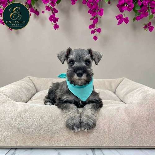 Cachorro Schnauzer Miniatura Salpimienta y Negro / Miniature Schnauzer Salt and Pepper and Black disponible - Imagen 6