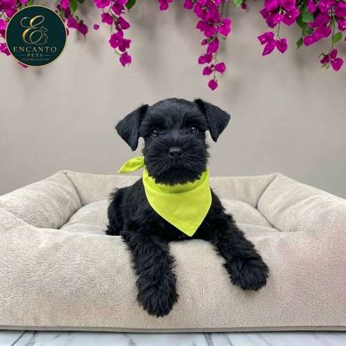 Cachorro Schnauzer Miniatura Salpimienta y Negro / Miniature Schnauzer Salt and Pepper and Black disponible - Imagen 5