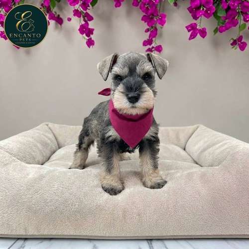 Cachorro Schnauzer Miniatura Salpimienta y Negro / Miniature Schnauzer Salt and Pepper and Black disponible - Imagen 2