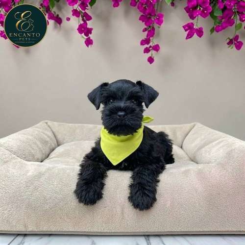 Cachorro Schnauzer Miniatura Salpimienta y Negro / Miniature Schnauzer Salt and Pepper and Black disponible - Imagen 9