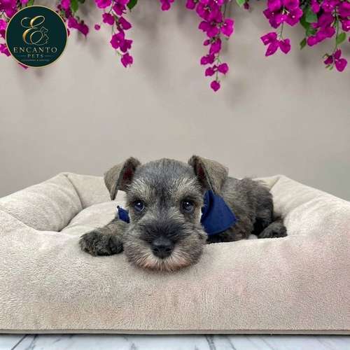 Cachorro Schnauzer Miniatura Salpimienta y Negro / Miniature Schnauzer Salt and Pepper and Black disponible - Imagen 4