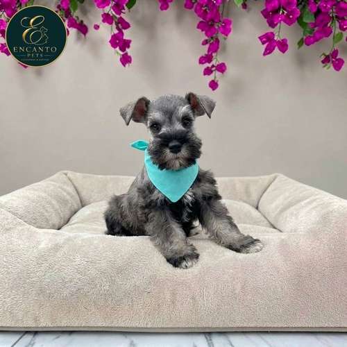 Cachorro Schnauzer Miniatura Salpimienta y Negro / Miniature Schnauzer Salt and Pepper and Black disponible - Imagen 8