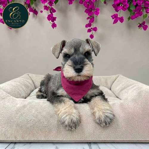 Cachorro Schnauzer Miniatura Salpimienta y Negro / Miniature Schnauzer Salt and Pepper and Black disponible