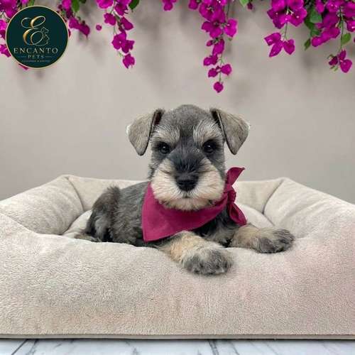 Cachorro Schnauzer Miniatura Salpimienta y Negro / Miniature Schnauzer Salt and Pepper and Black disponible - Imagen 3