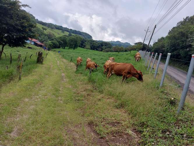 Venta de Finca Lechera en Tilarán, Guanacaste - Imagen 3