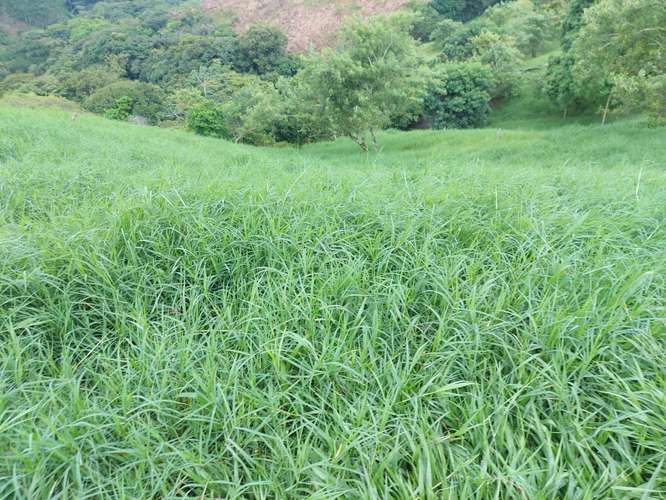 Venta de Finca Lechera en Tilarán, Guanacaste - Imagen 11