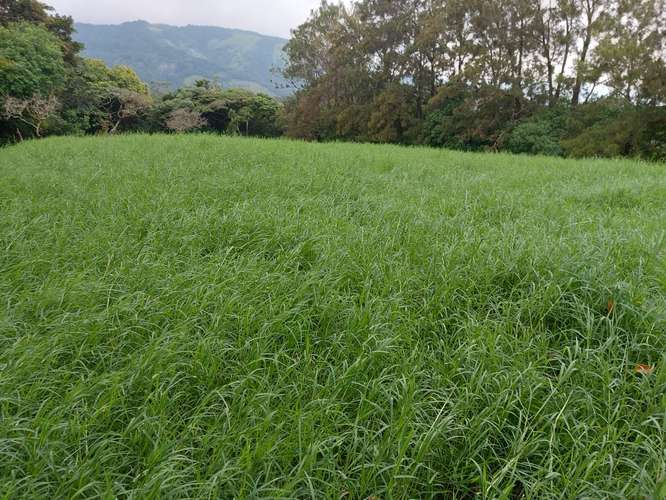 Venta de Finca Lechera en Tilarán, Guanacaste - Imagen 9