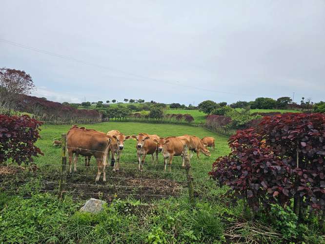Finca lechera en producción a puerta cerrada, Paraíso de Cartago - Imagen 10