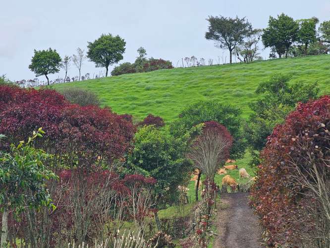 Finca lechera en producción a puerta cerrada, Paraíso de Cartago - Imagen 11