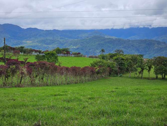 Finca lechera en producción a puerta cerrada, Paraíso de Cartago - Imagen 18