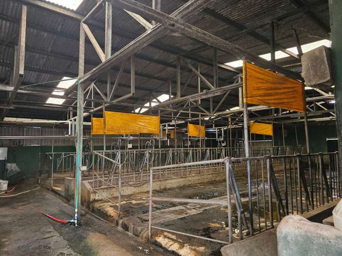 Finca lechera en producción a puerta cerrada, Paraíso de Cartago - Imagen 13