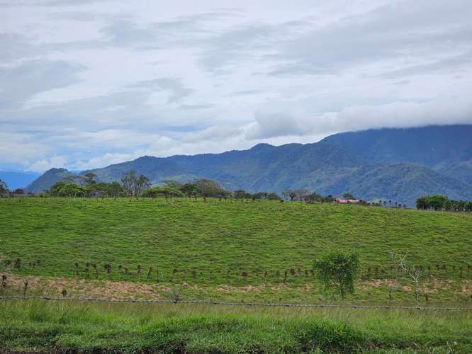 Finca lechera en producción a puerta cerrada, Paraíso de Cartago - Imagen 4
