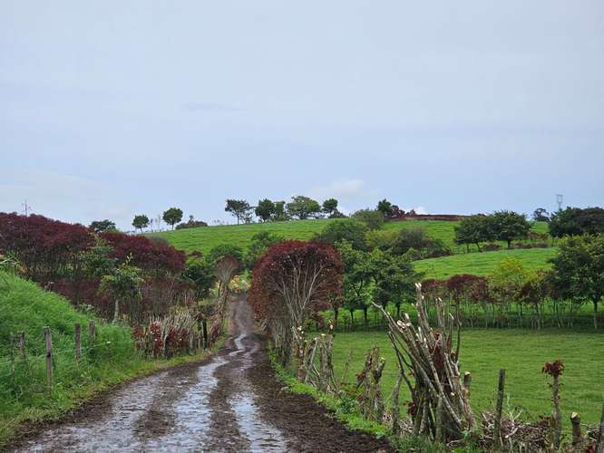 Finca lechera en producción a puerta cerrada, Paraíso de Cartago - Imagen 12