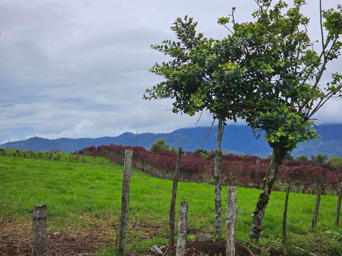 Finca lechera en producción a puerta cerrada, Paraíso de Cartago - Imagen 9