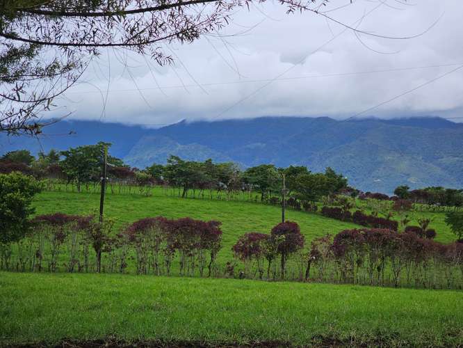 Finca lechera en producción a puerta cerrada, Paraíso de Cartago - Imagen 19