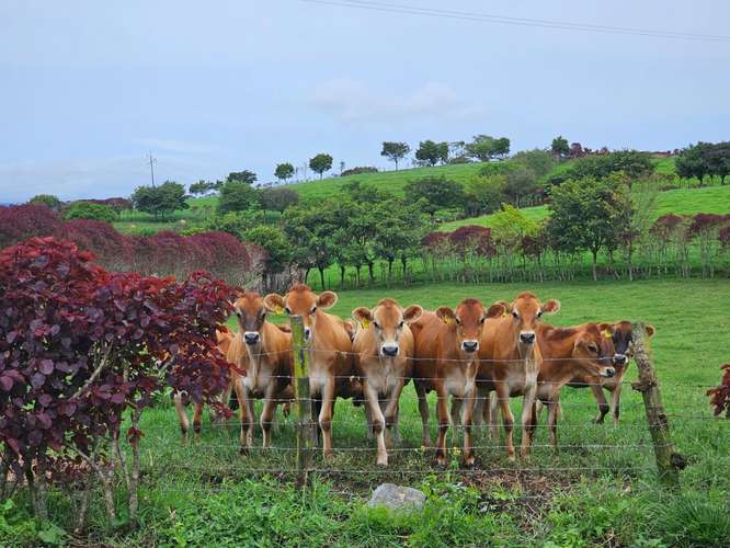 Finca lechera en producción a puerta cerrada, Paraíso de Cartago