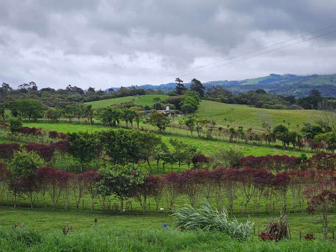 Finca lechera en producción a puerta cerrada, Paraíso de Cartago - Imagen 17