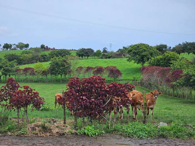 Finca lechera en producción a puerta cerrada, Paraíso de Cartago - Imagen 7