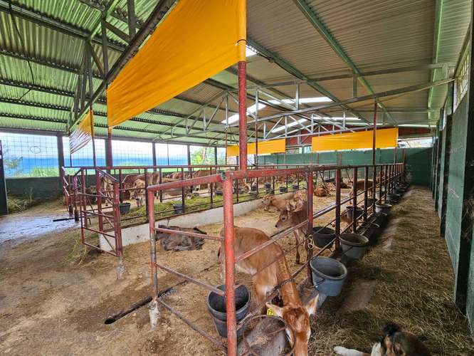 Finca lechera en producción a puerta cerrada, Paraíso de Cartago - Imagen 16
