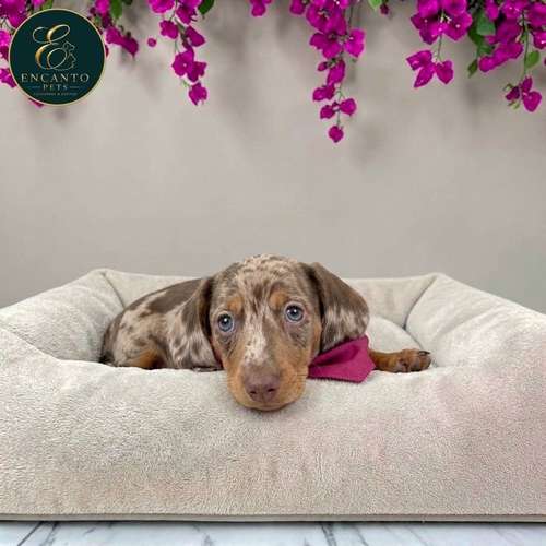 Cachorro Salchicha Miniatura Arlequín Chocolate / Miniature Dachshund Dapple Chocolate disponible