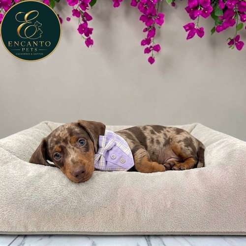 Cachorro Salchicha Miniatura Arlequín Chocolate / Miniature Dachshund Dapple Chocolate disponible